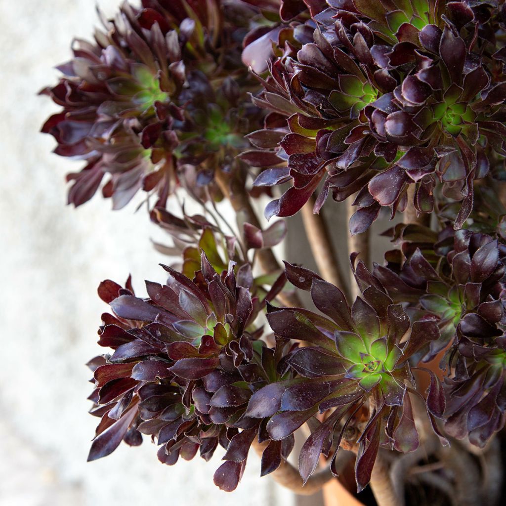 Aeonium arboreum var. atropurpureum Schwarzkopf