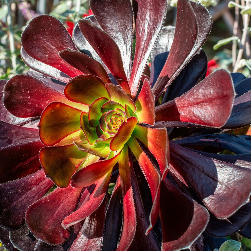 Aeonium arboreum var. atropurpureum Schwarzkopf