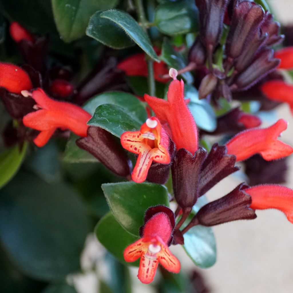 Aeschynanthus Mona Lisa - Lipstick plant
