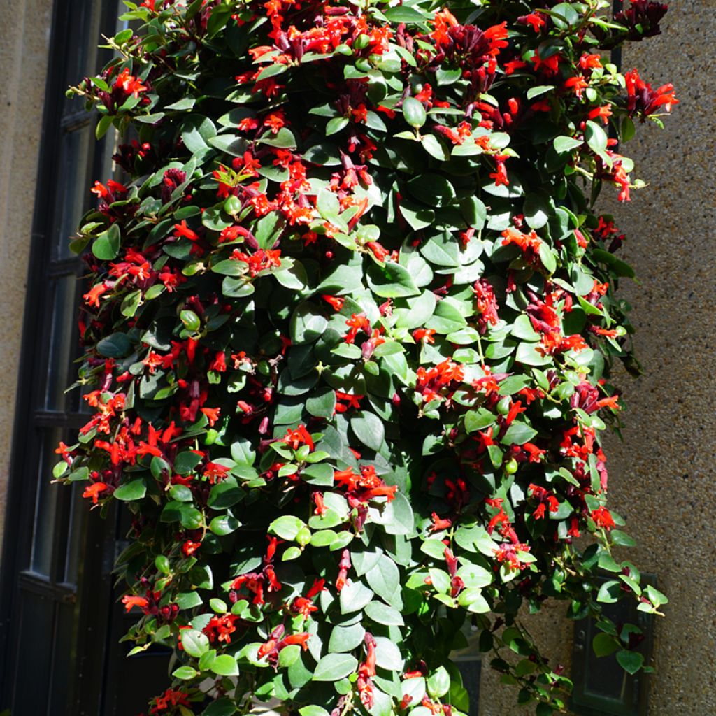Aeschynanthus Mona Lisa - Lipstick plant