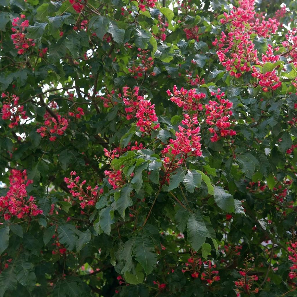 Aesculus carnea Briotii - Marronnier à fleurs rouges 