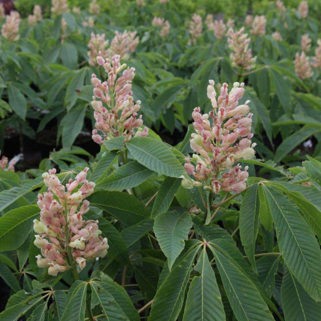 Aesculus (x) neglecta Autumn Fire