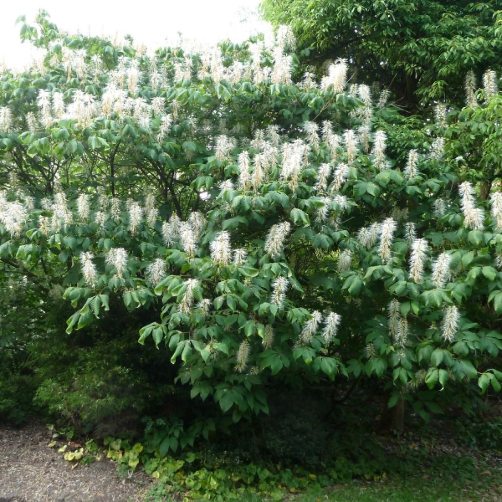 Aesculus parviflora 