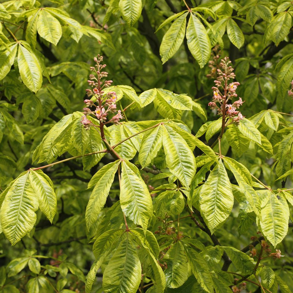 Aesculus x carnea Marginata