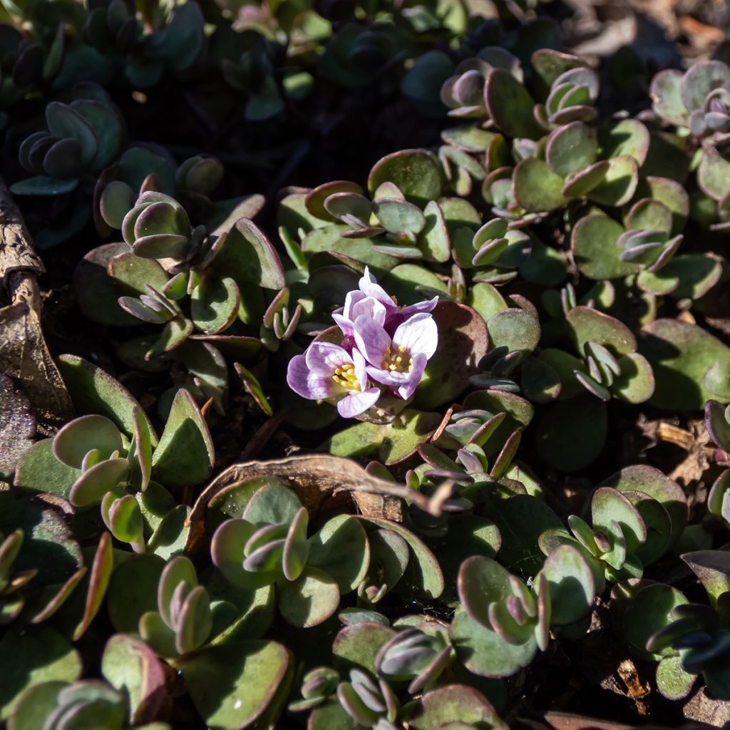 Aethionema oppositifolium