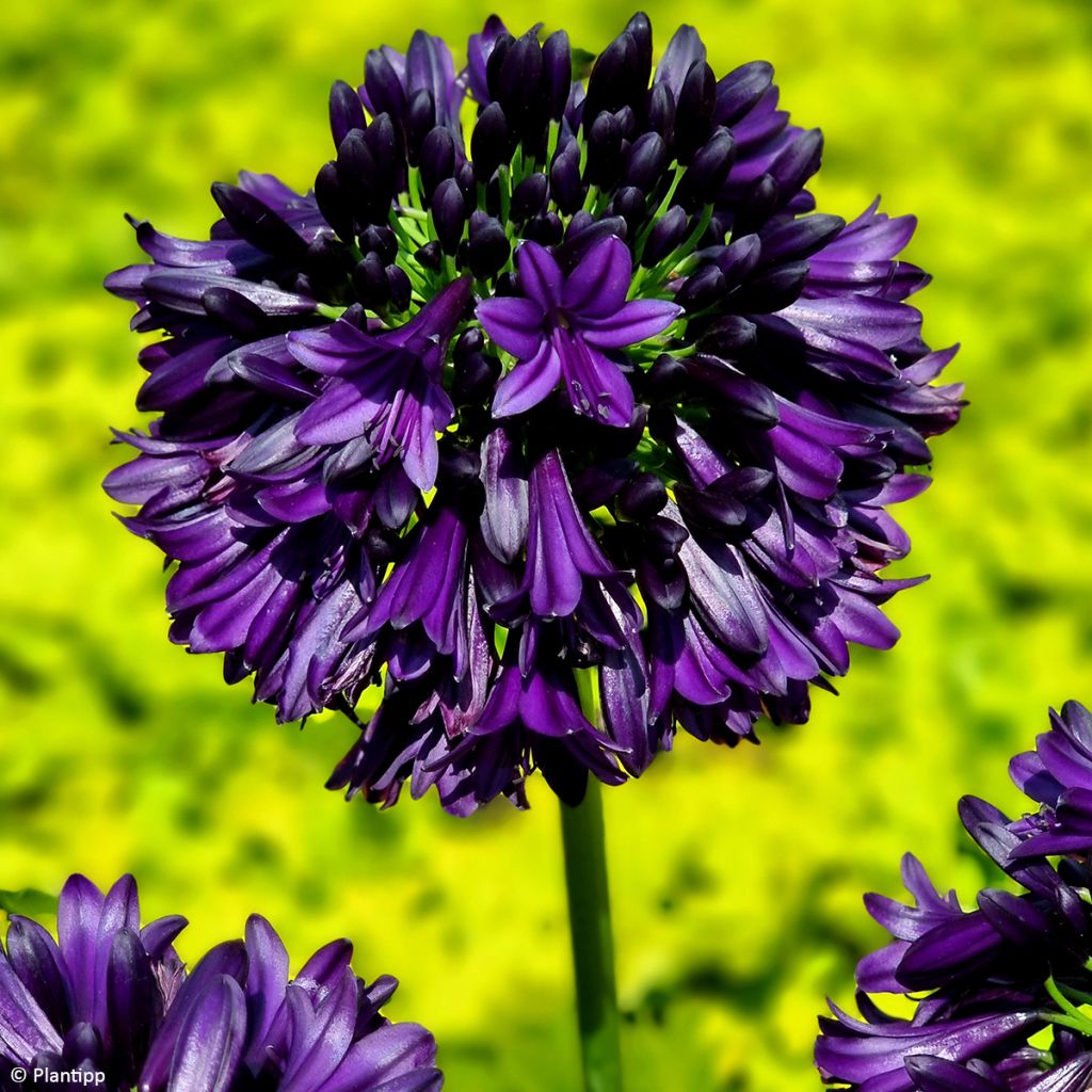 Agapanthus Black Jack