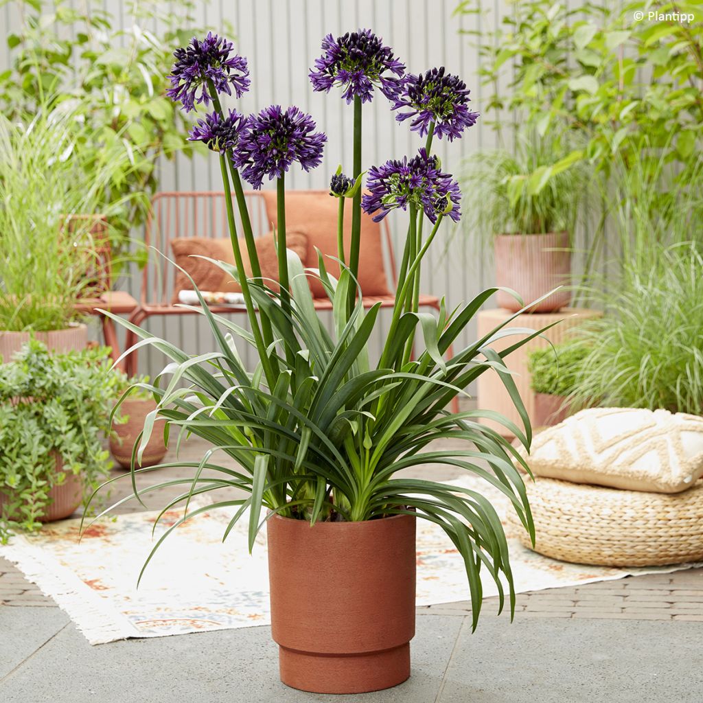 Agapanthus Black Jack