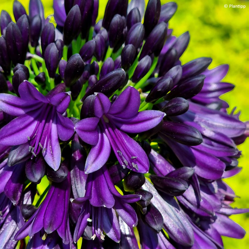 Agapanthus Black Jack