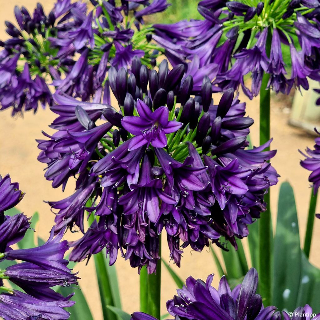 Agapanthus Black Jack