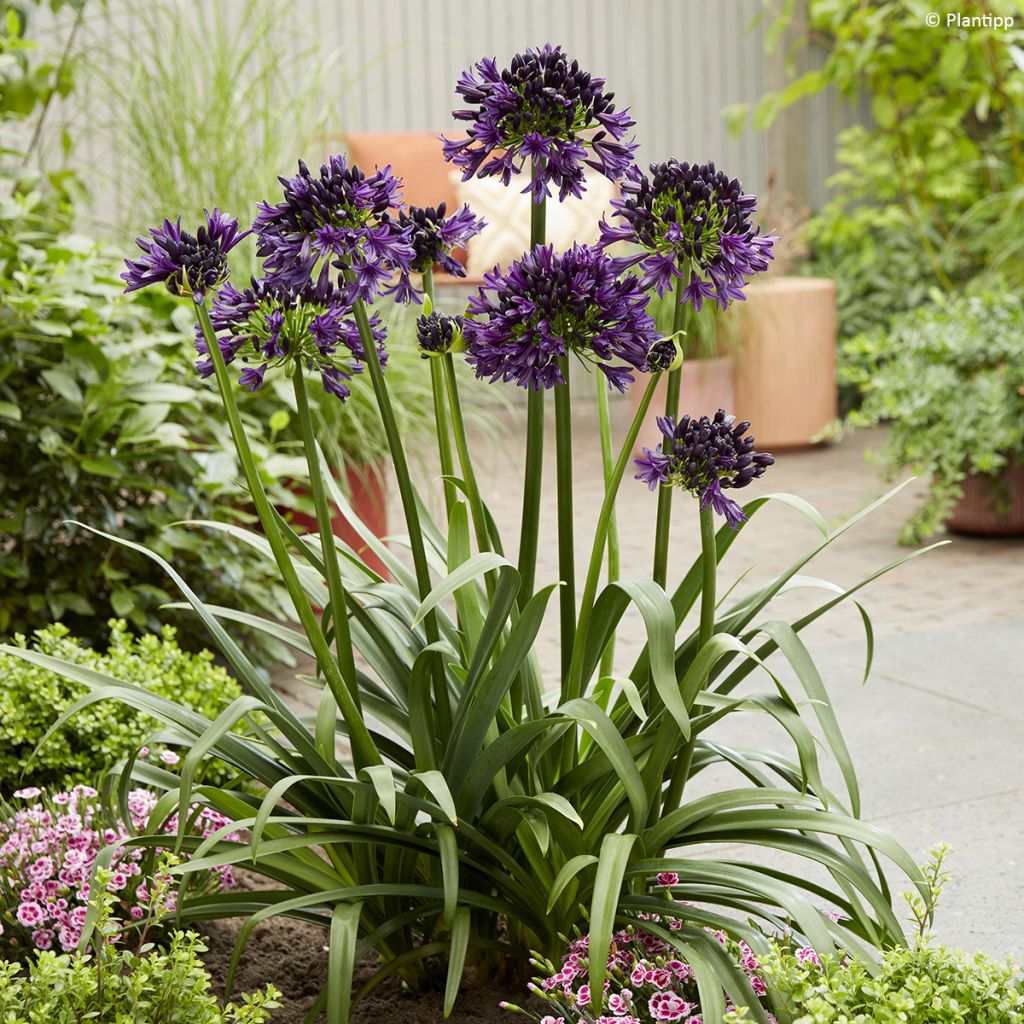 Agapanthus Black Jack