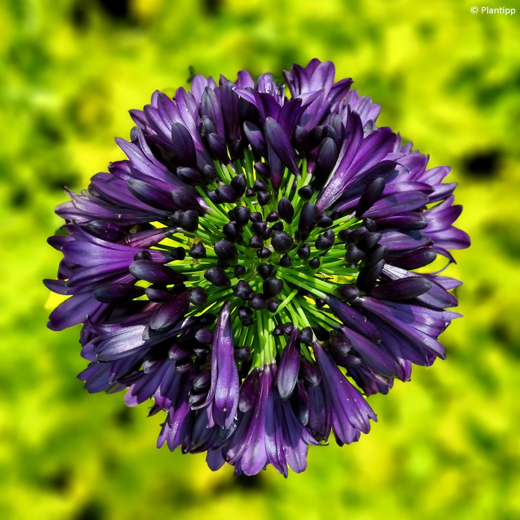 Agapanthus Black Jack