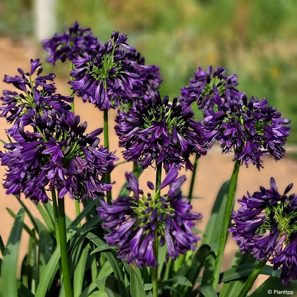 Agapanthus Black Jack