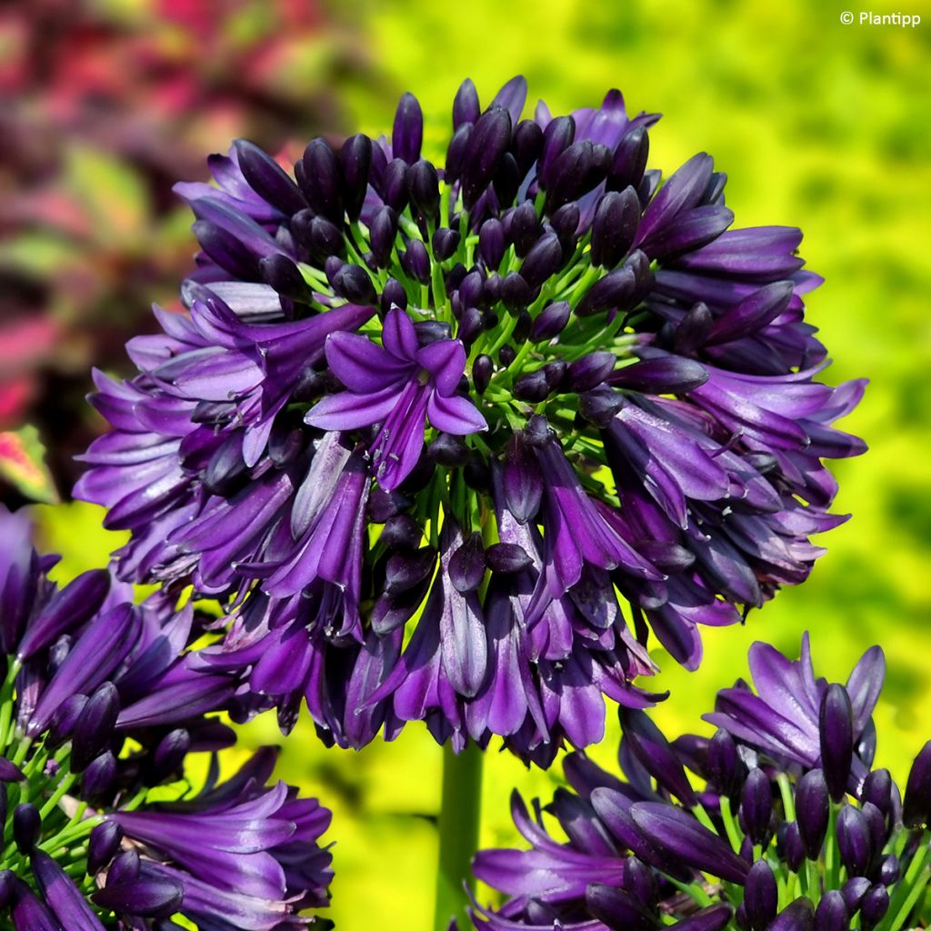 Agapanthus Black Jack