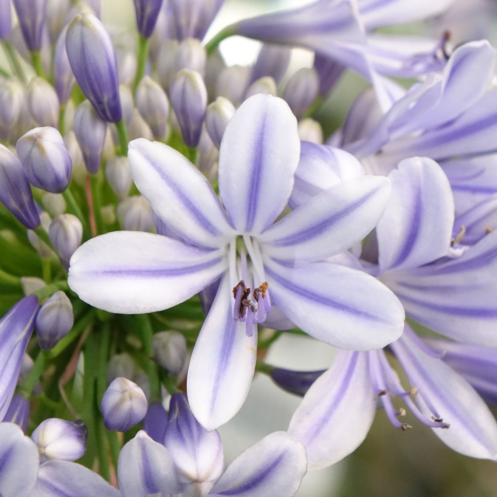 Agapanthus Full Moon
