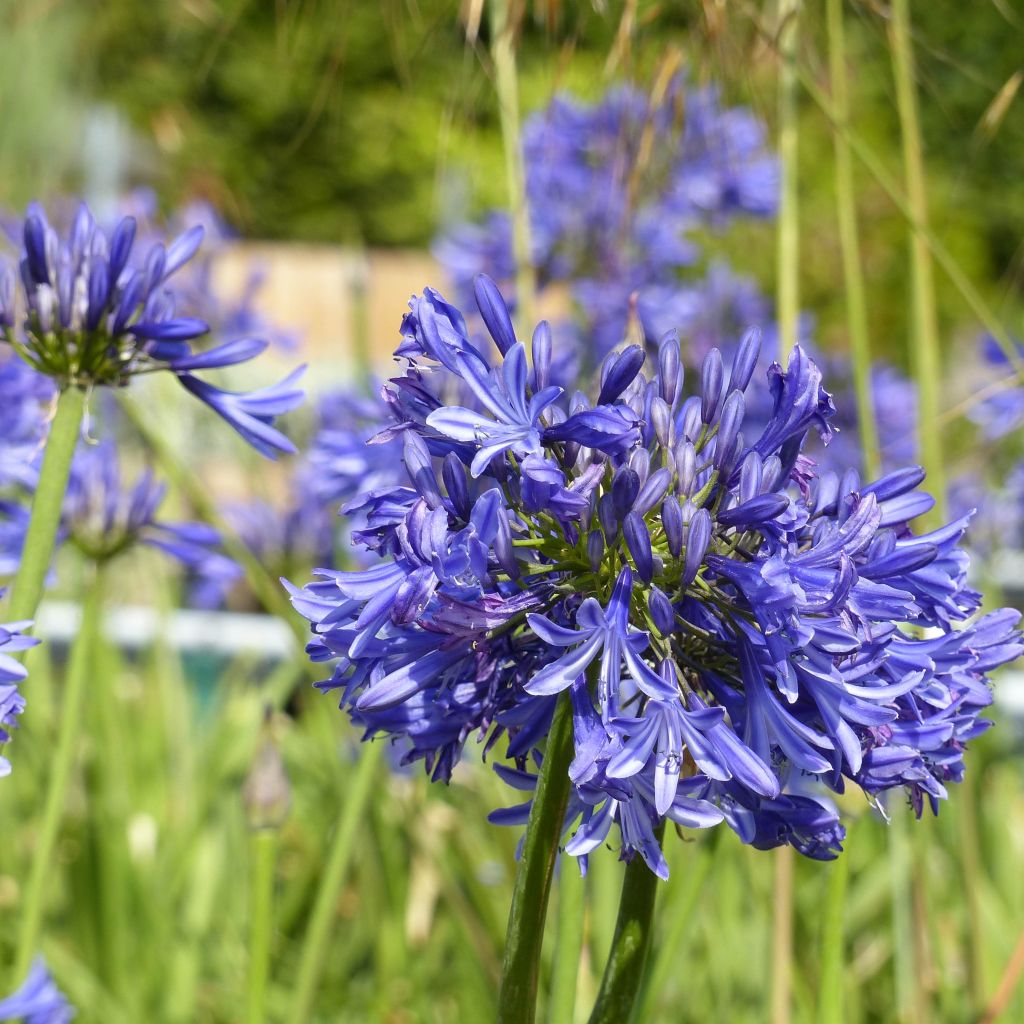 Agapanthe Navy Blue