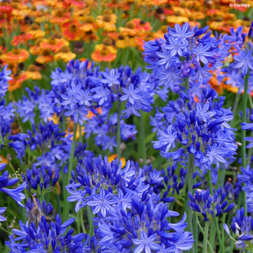 Agapanthus Northern Star