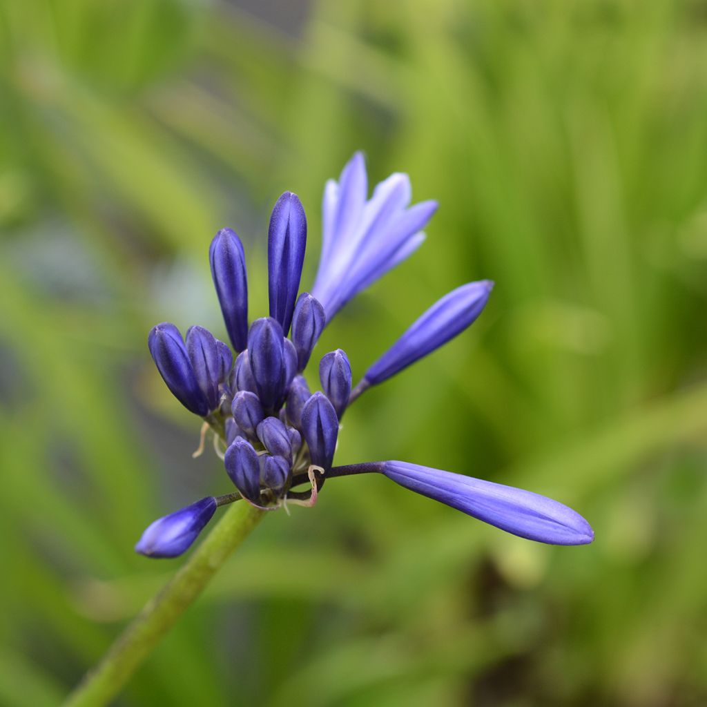 Agapanthus Northern Star