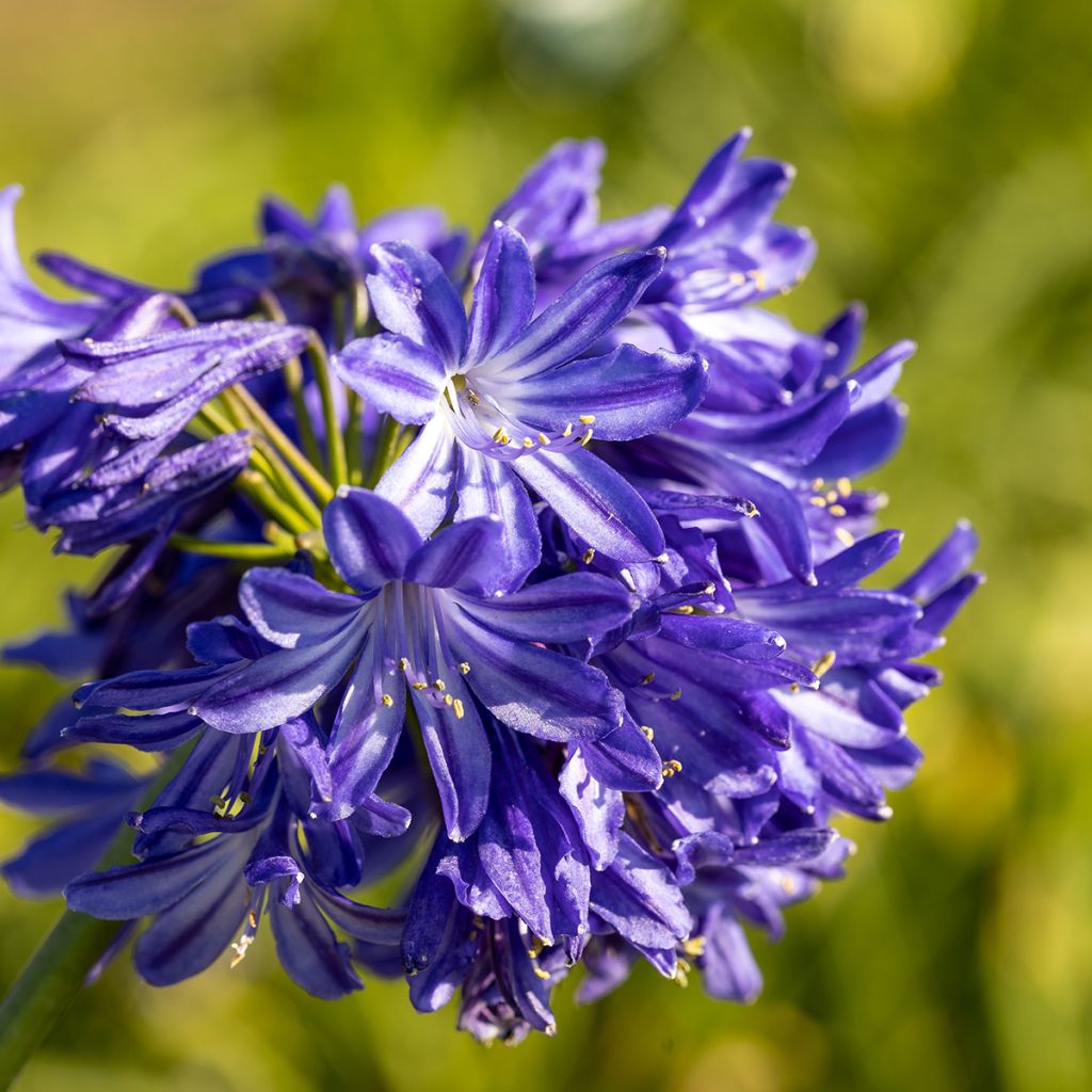 Agapanthus Northern Star