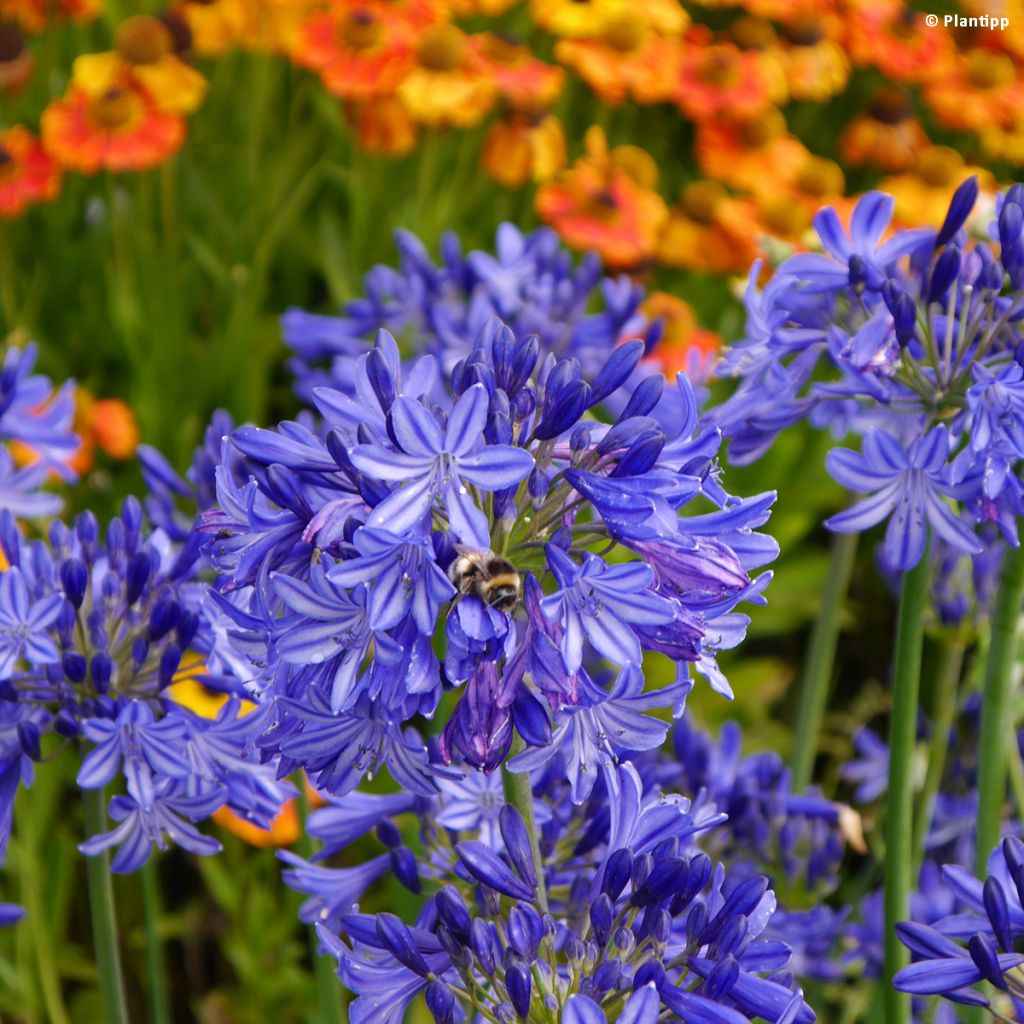 Agapanthus Northern Star