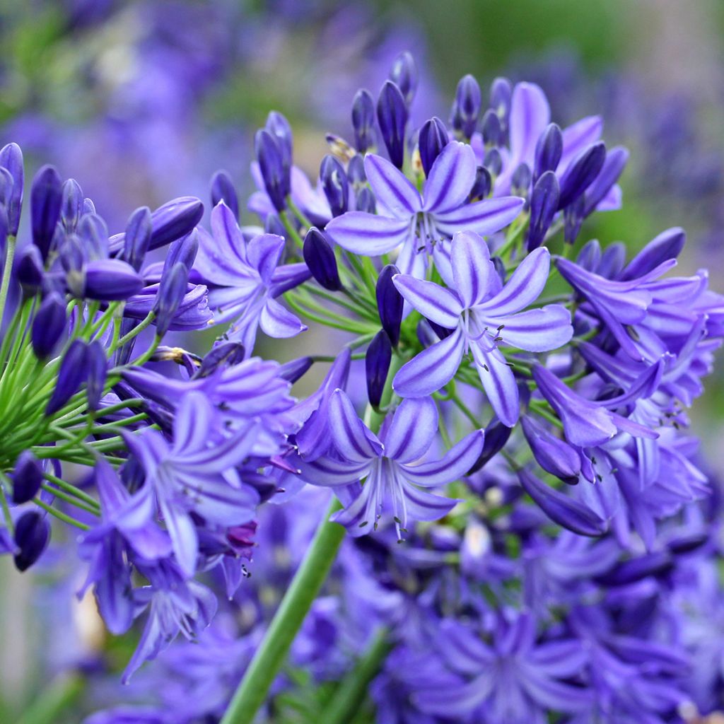 Agapanthus Northern Star