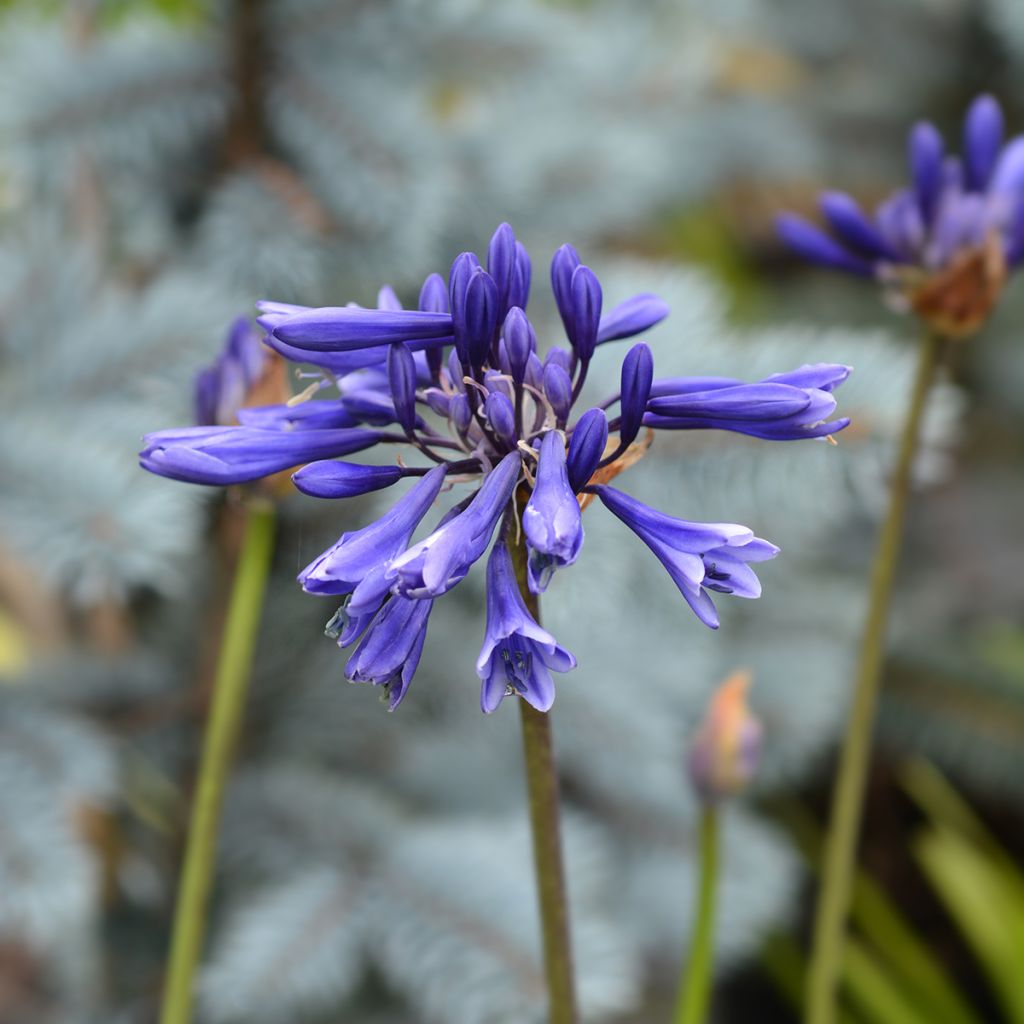 Agapanthus Northern Star