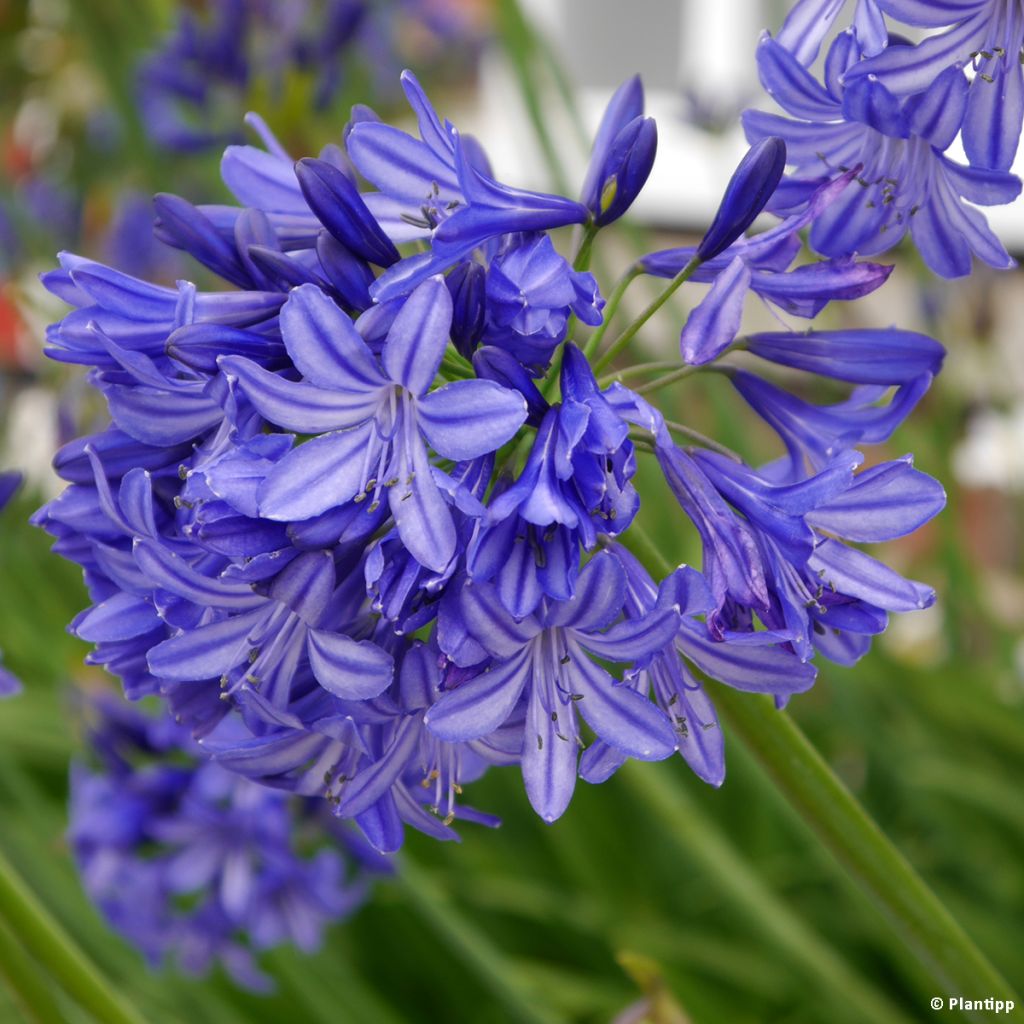 Agapanthus Northern Star