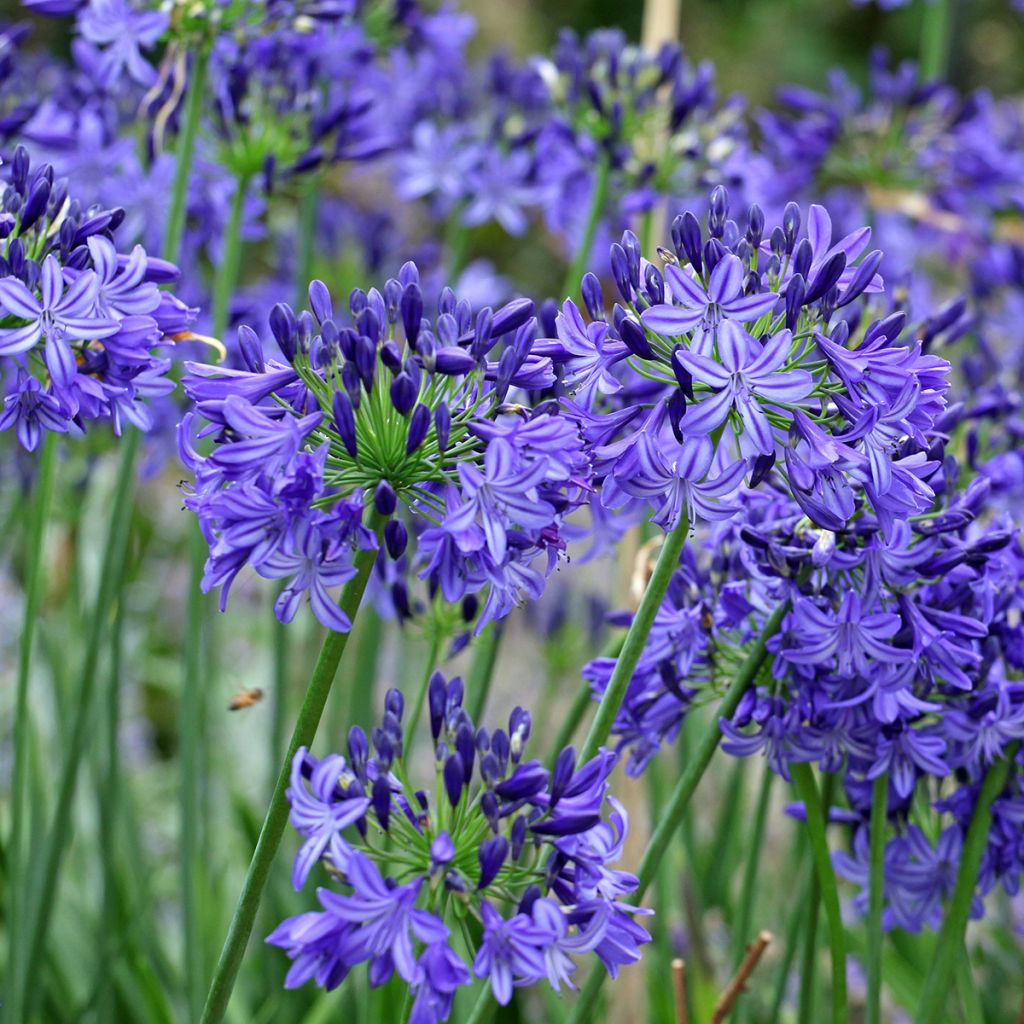 Agapanthus Northern Star