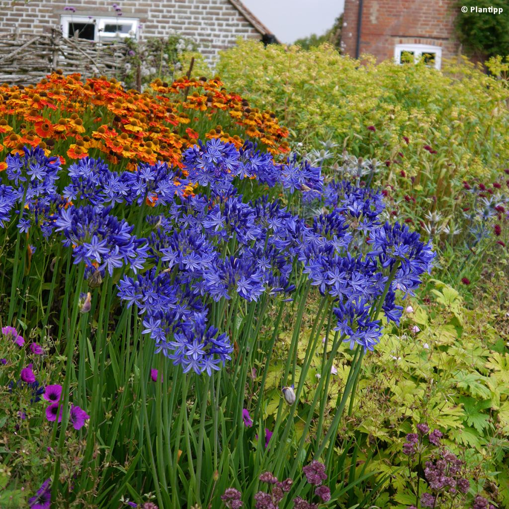 Agapanthus Northern Star