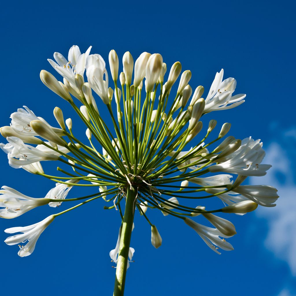 Agapanthus  africanus Polar Ice