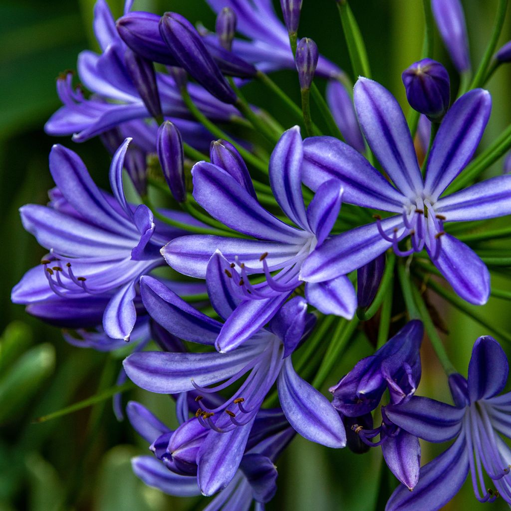 Agapanthus Purple Cloud