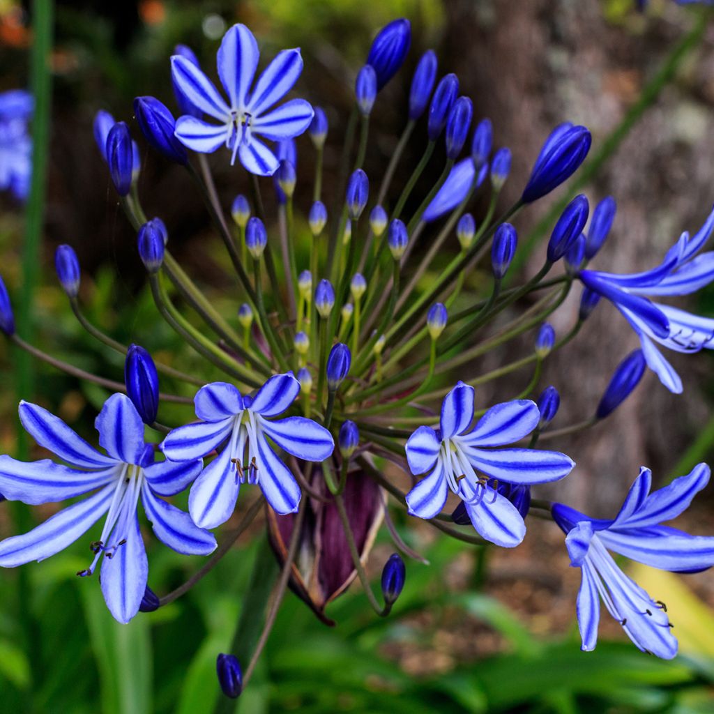 Agapanthus Purple Cloud