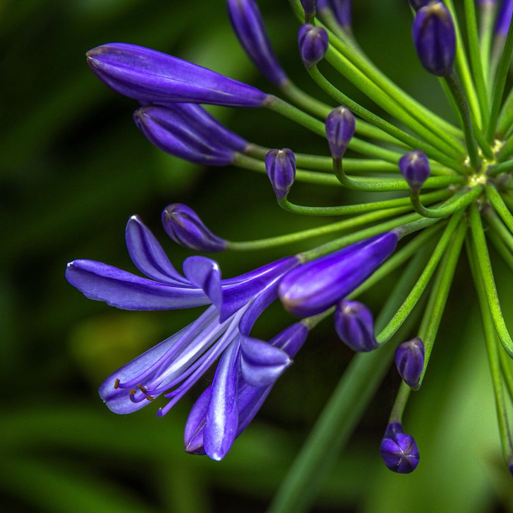 Agapanthus Purple Cloud