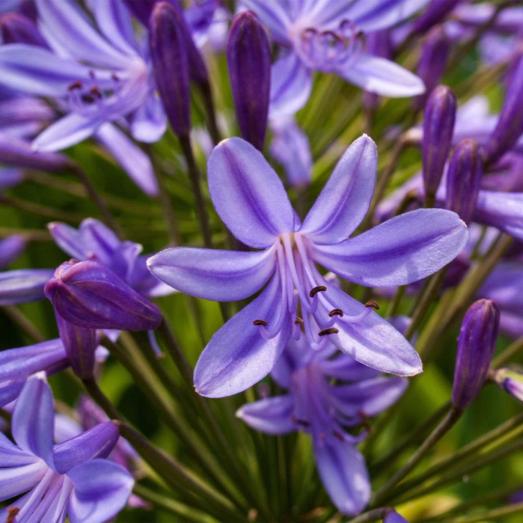 Agapanthe Purple Heart