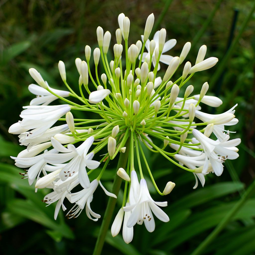 Agapanthus Queen Mum