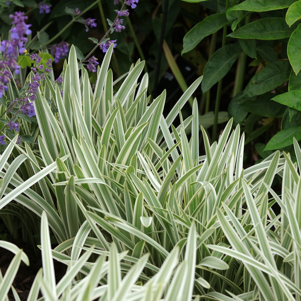 Agapanthus Silver Moon