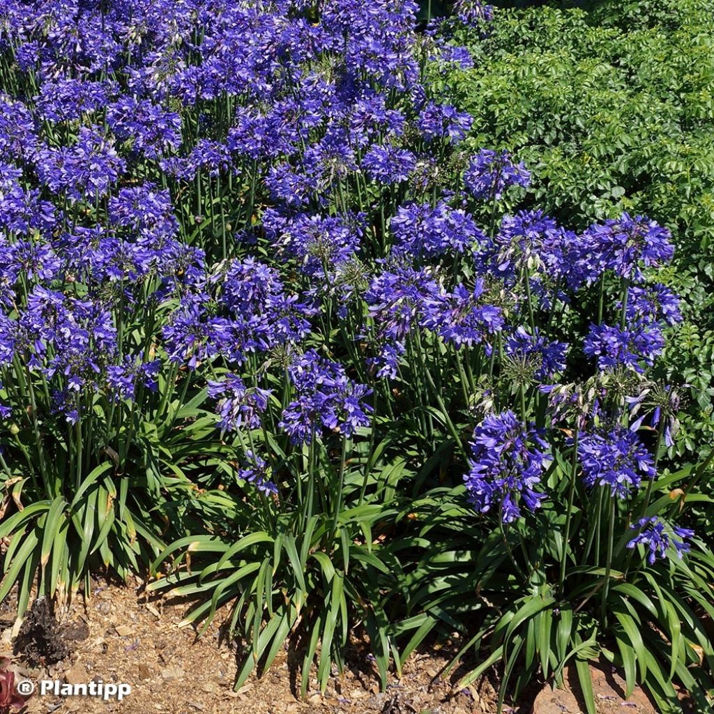 Agapanthe hybride Ever Sapphire