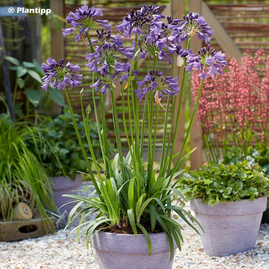 Agapanthe hybride Poppin' Purple