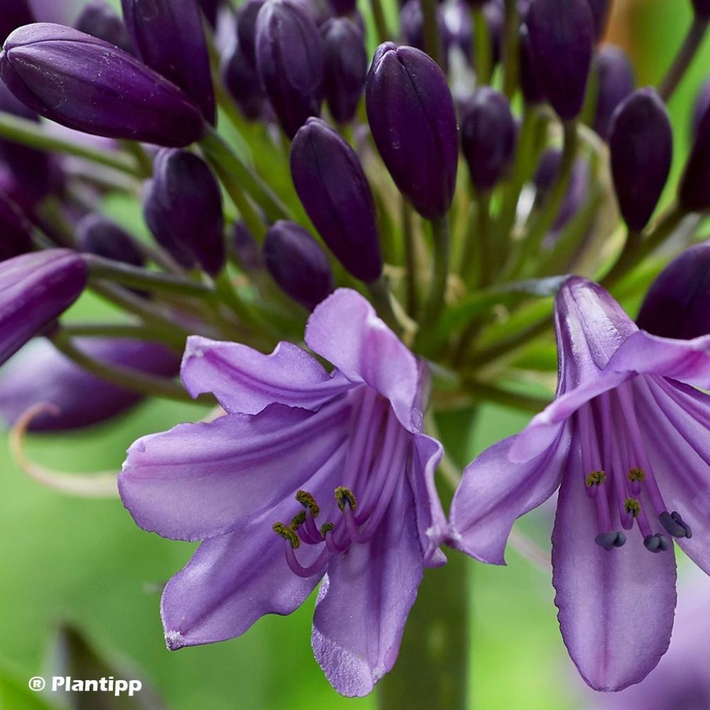 Agapanthe hybride Poppin' Purple