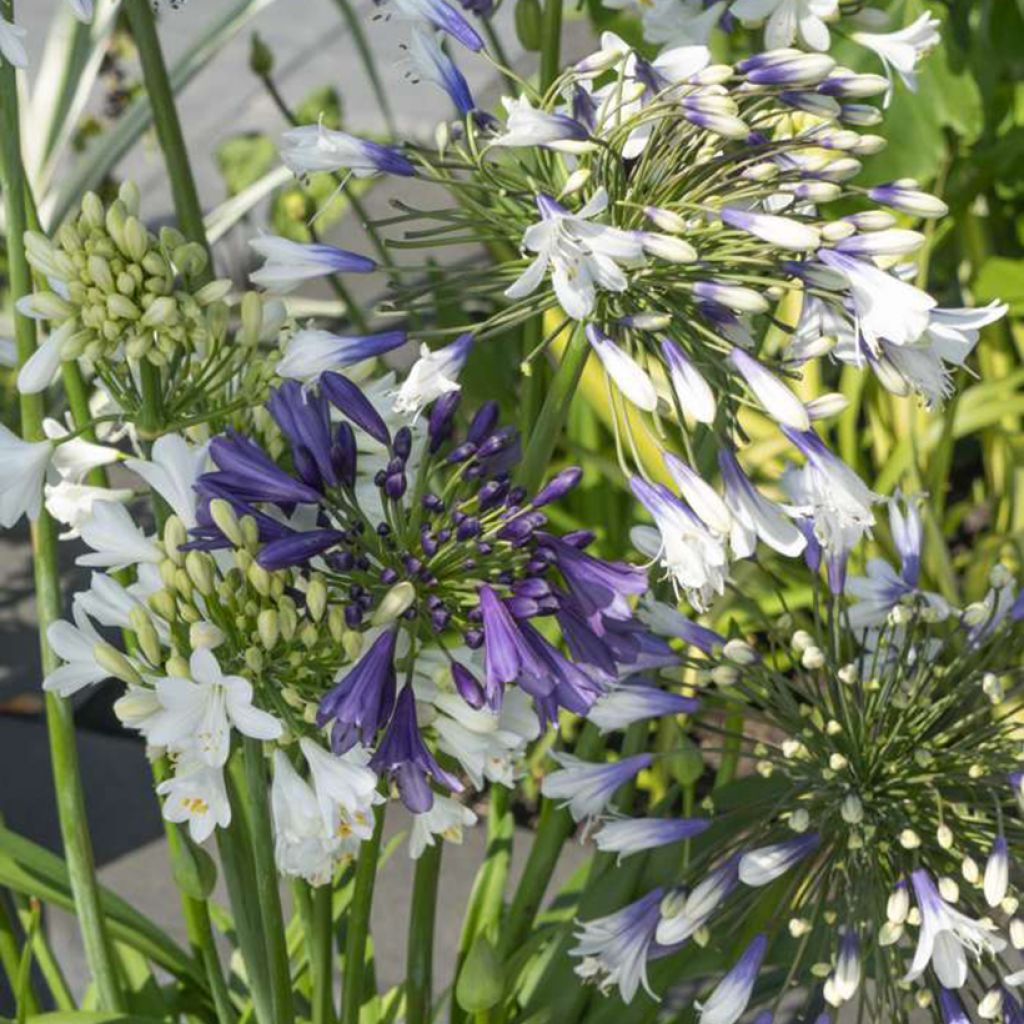 Agapanthus Three Sisters ( Everwhite, Popinpurple, Fireworks)