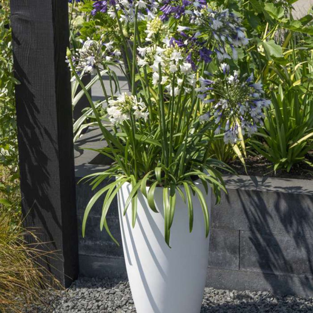 Agapanthus Three Sisters ( Everwhite, Popinpurple, Fireworks)