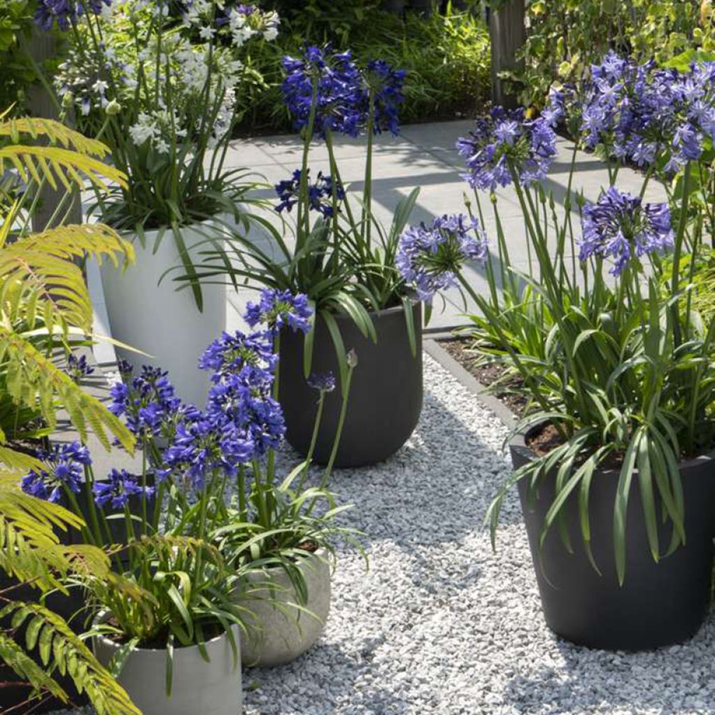 Agapanthus Three Sisters ( Everwhite, Popinpurple, Fireworks)