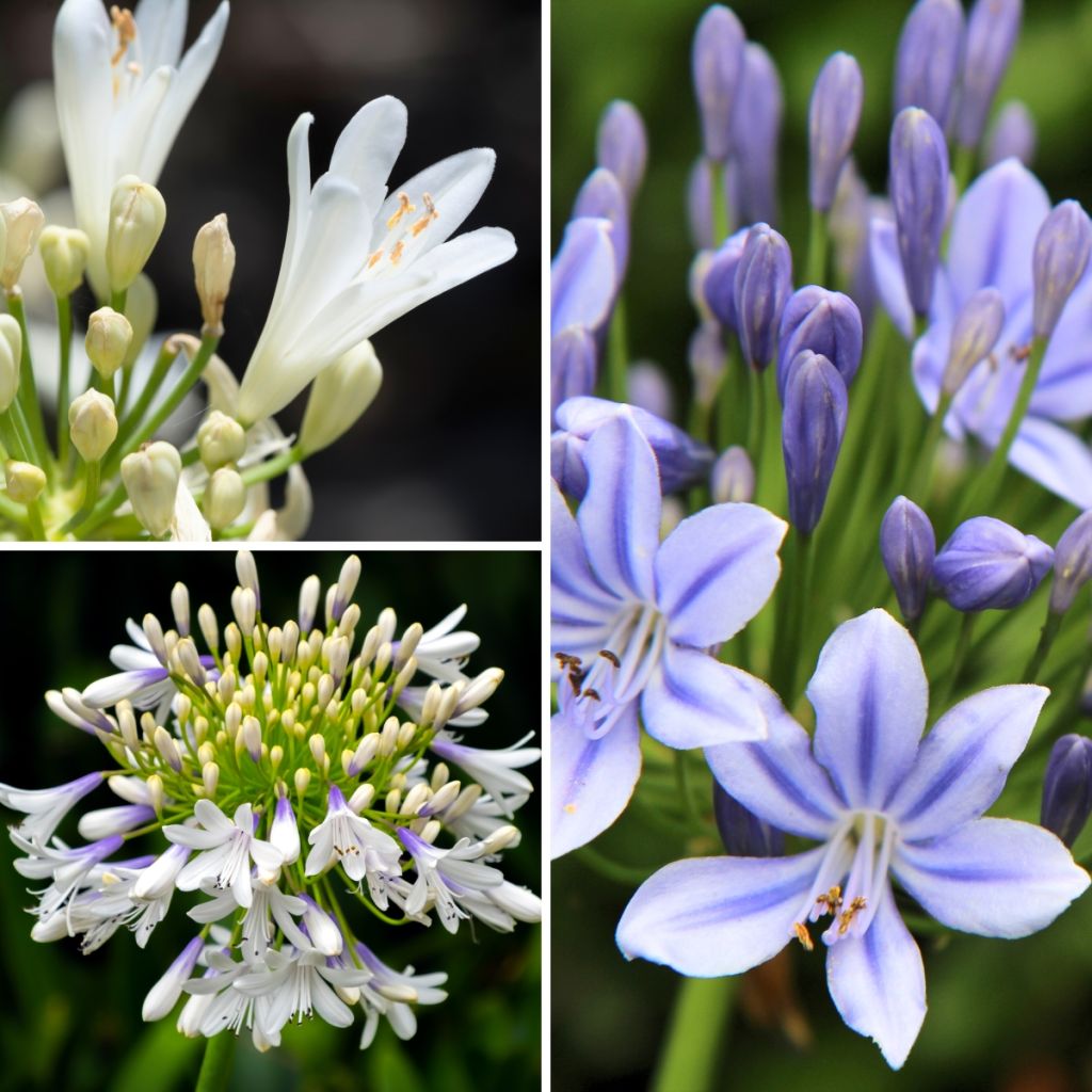 Agapanthus Three Sisters ( Everwhite, Popinpurple, Fireworks)