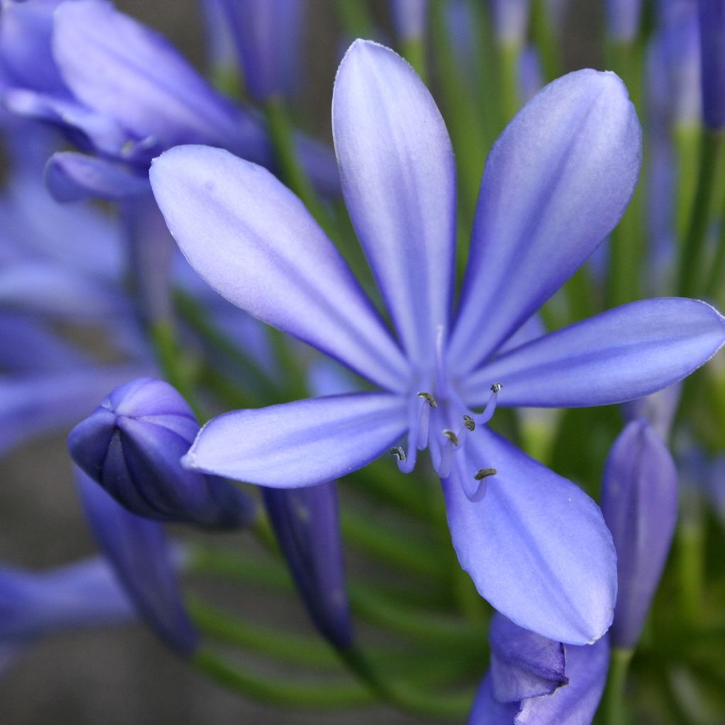 Agapanthus umbellatus