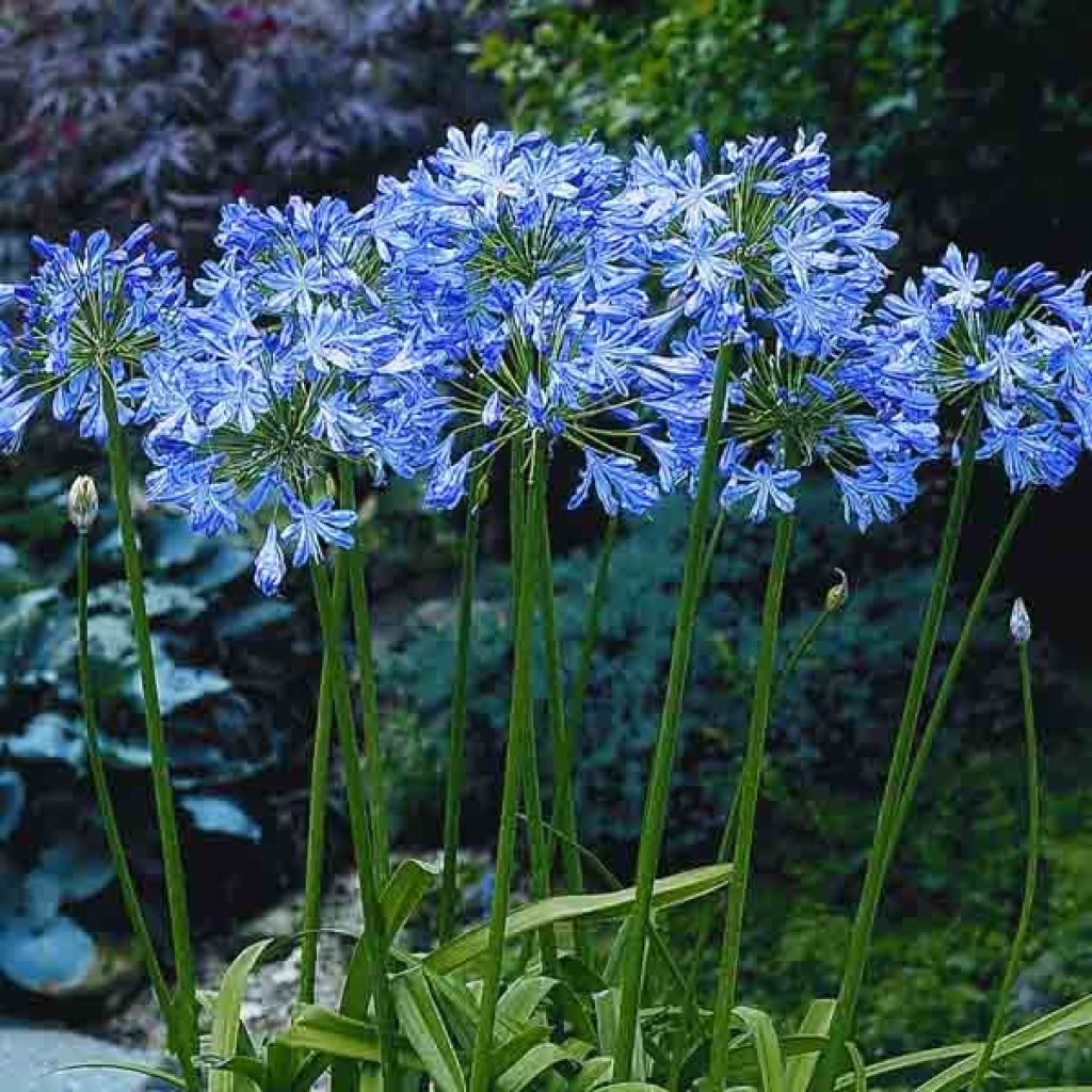 Agapanthe, Agapanthus blue Heaven en pot de 2L.