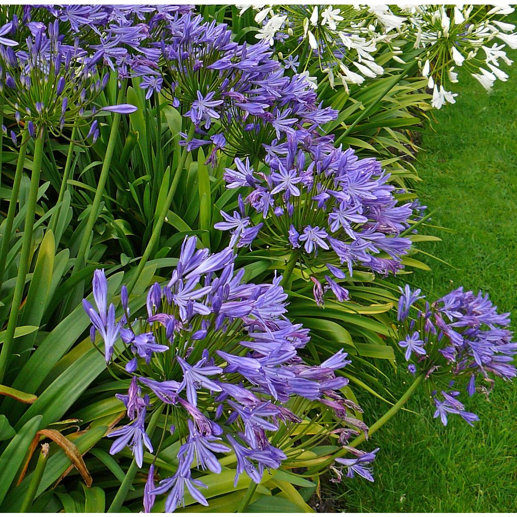 Agapanthe ou agapanthus Blue Triumphator