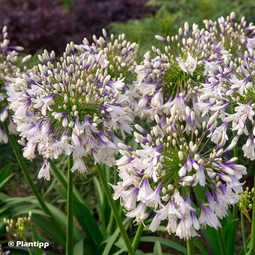 Agapanthe hybride Fireworks