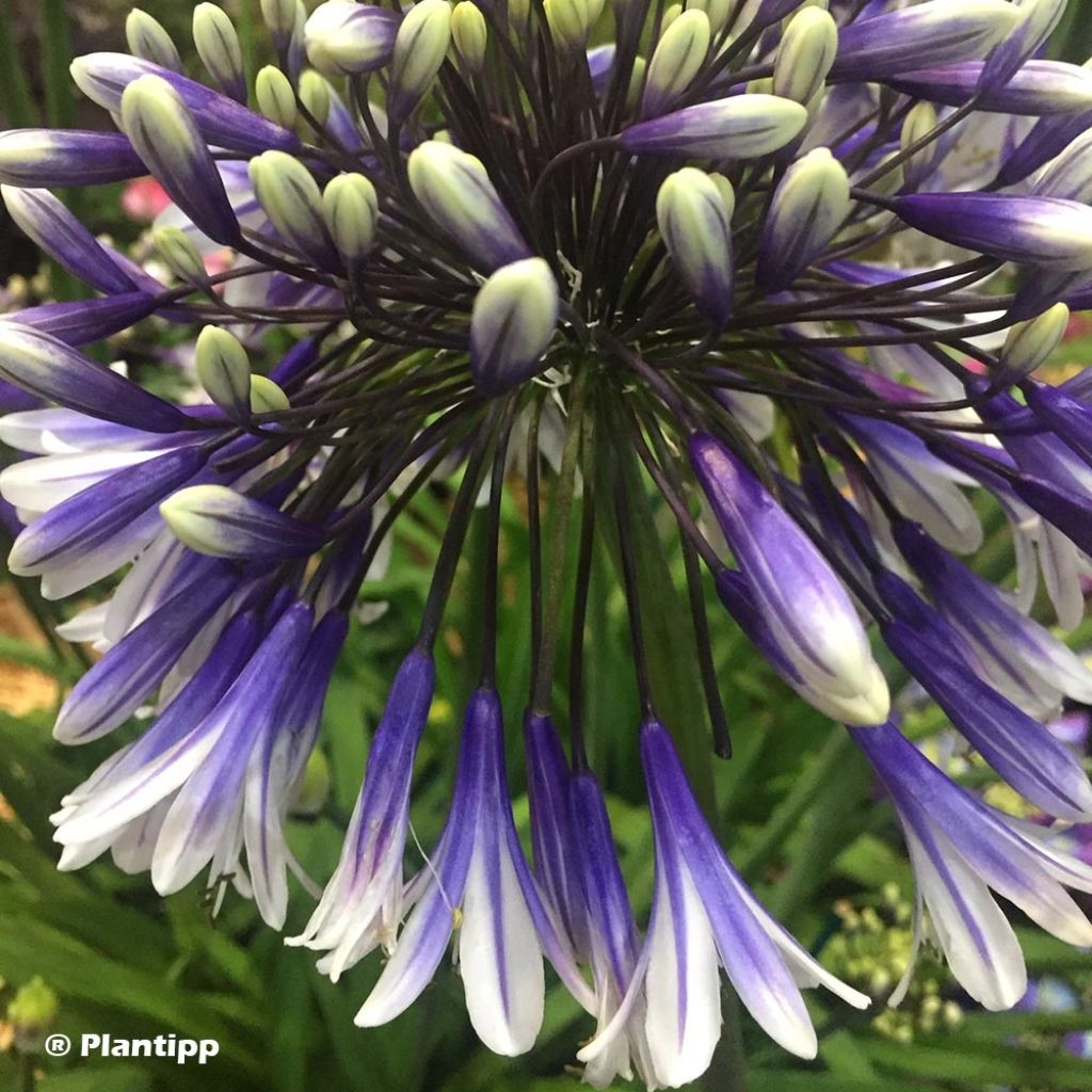 Agapanthe hybride Fireworks