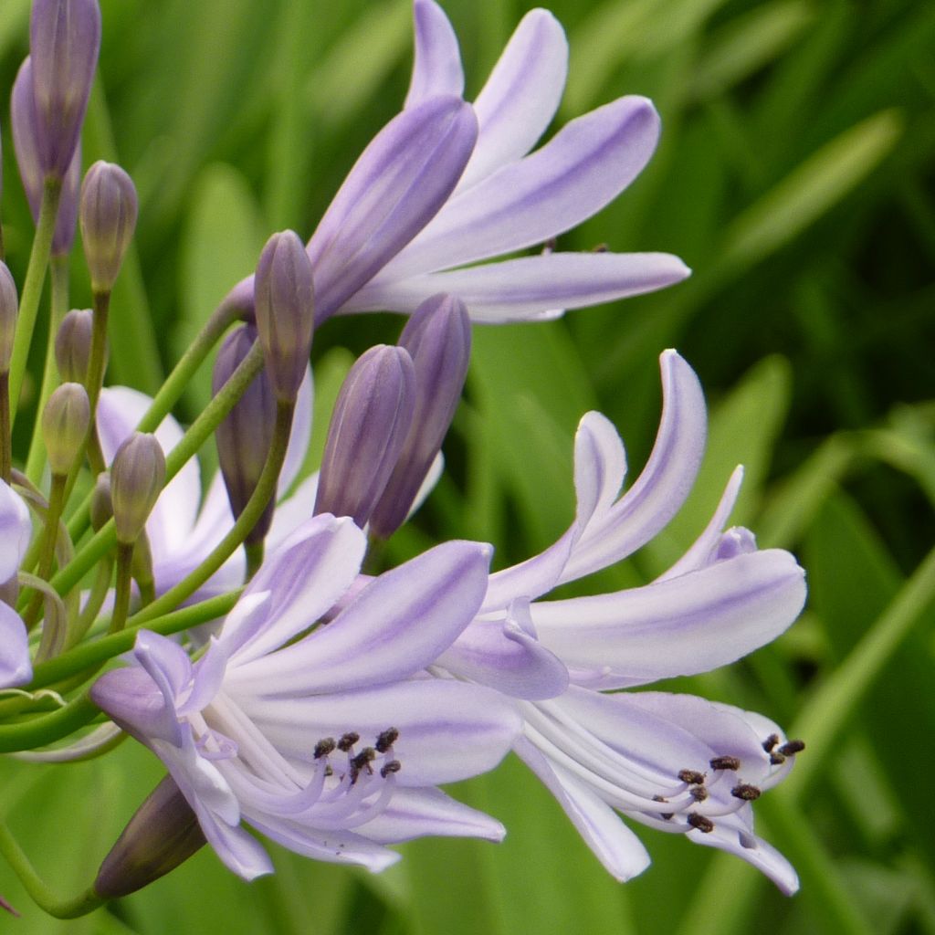 Agapanthe  - Agapanthus Megan s Mauve