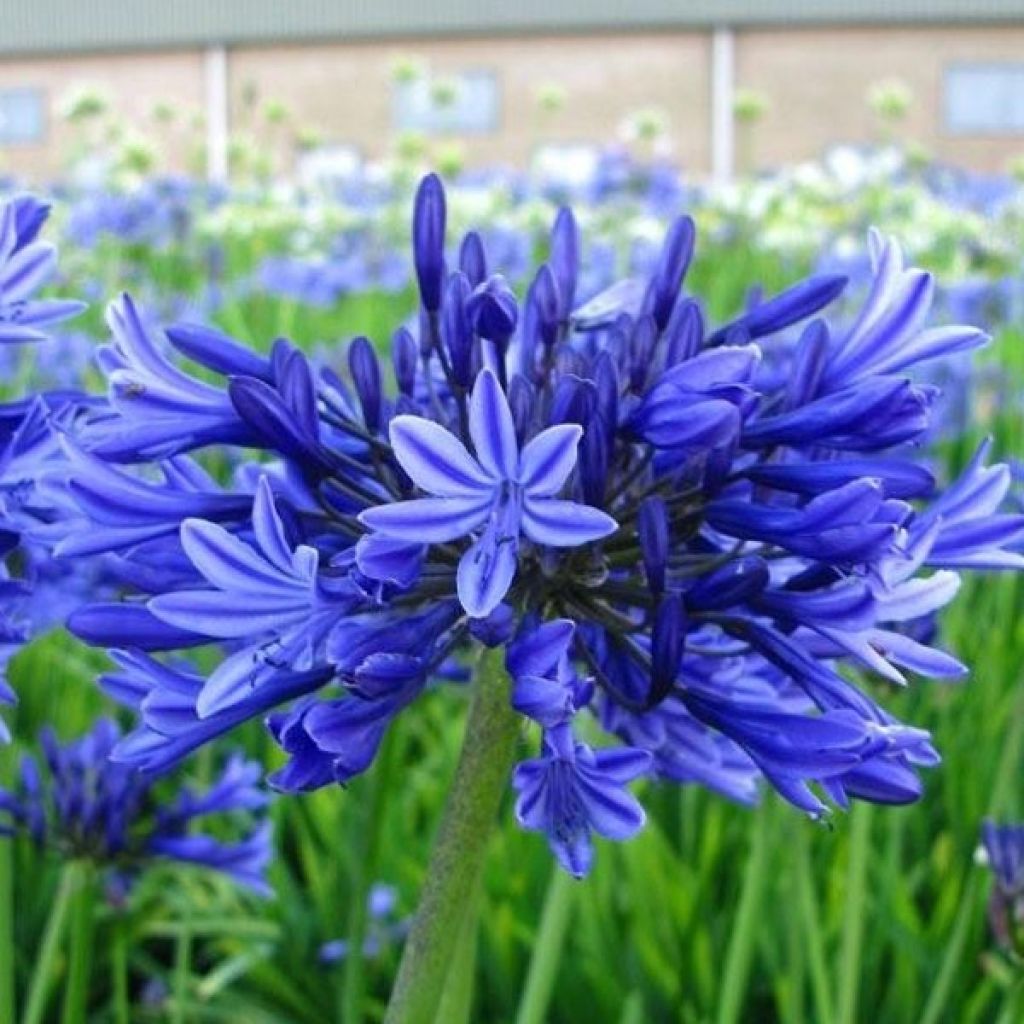 Agapanthe ou Agapanthus Midnight Blue