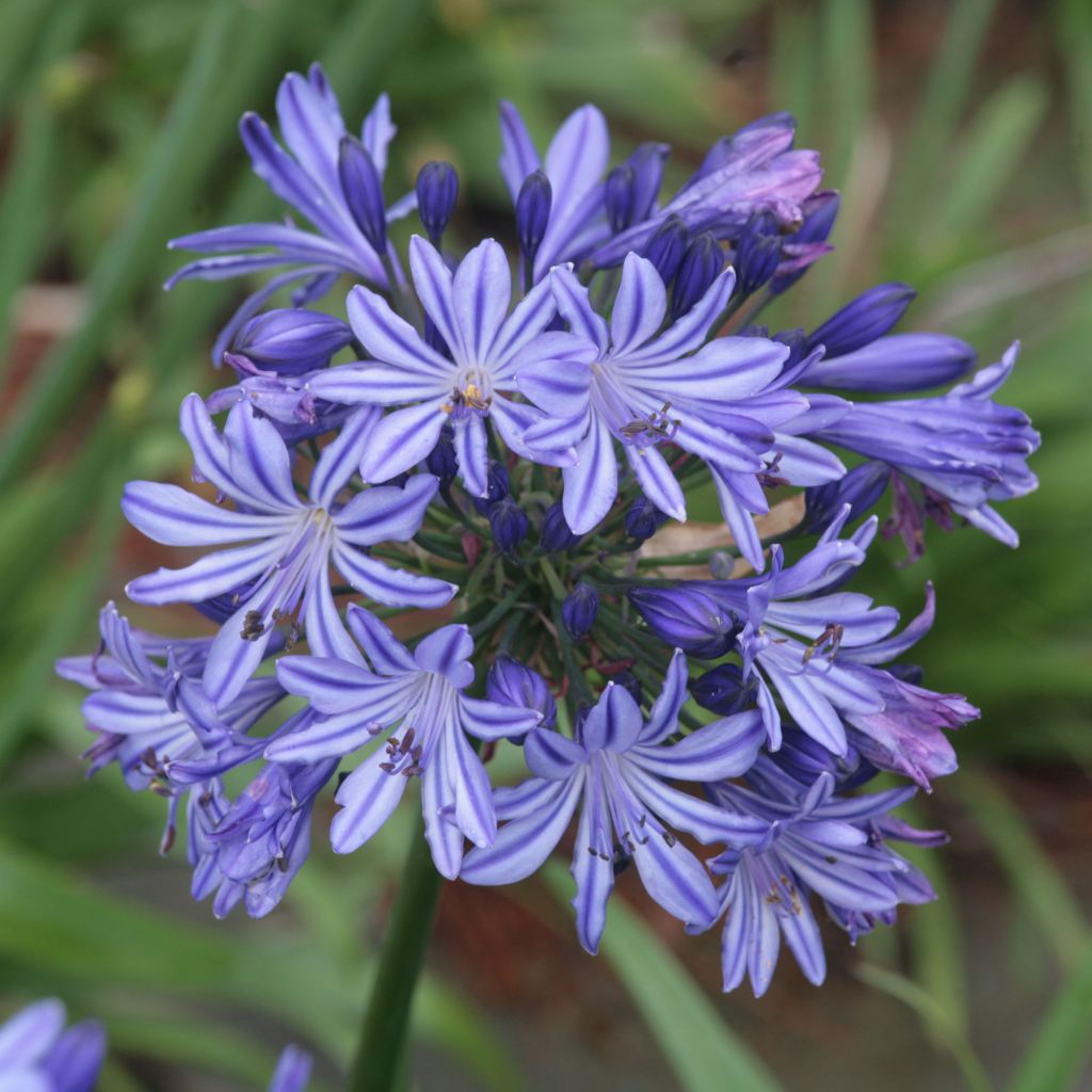 Agapanthus  Northern Star